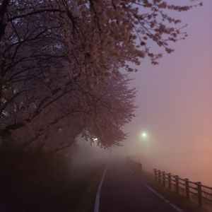 Preview wallpaper path, sakura, fog, dusk