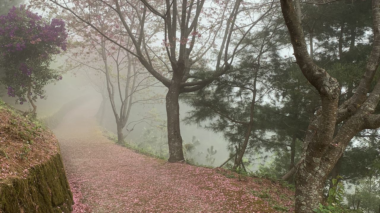 Wallpaper path, sakura, trees, fog, petals