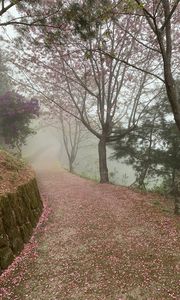 Preview wallpaper path, sakura, trees, fog, petals