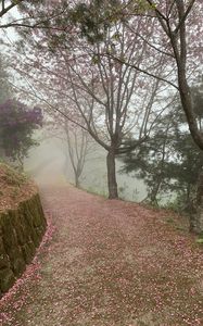 Preview wallpaper path, sakura, trees, fog, petals