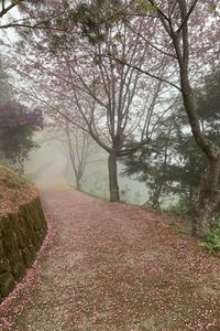 Preview wallpaper path, sakura, trees, fog, petals