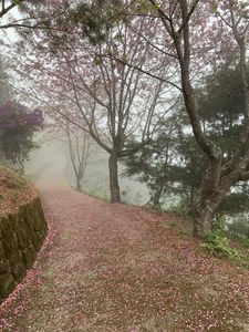 Preview wallpaper path, sakura, trees, fog, petals