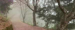 Preview wallpaper path, sakura, trees, fog, petals