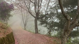 Preview wallpaper path, sakura, trees, fog, petals