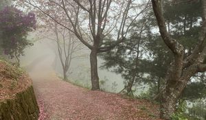 Preview wallpaper path, sakura, trees, fog, petals