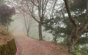 Preview wallpaper path, sakura, trees, fog, petals