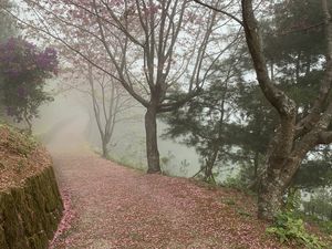 Preview wallpaper path, sakura, trees, fog, petals