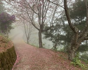 Preview wallpaper path, sakura, trees, fog, petals