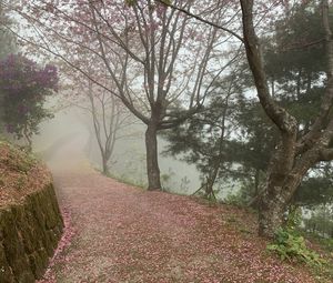 Preview wallpaper path, sakura, trees, fog, petals