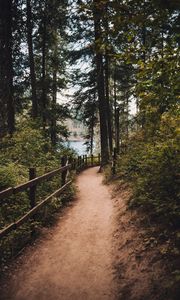 Preview wallpaper path, spruce, trees, fence