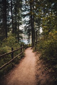 Preview wallpaper path, spruce, trees, fence