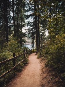 Preview wallpaper path, spruce, trees, fence