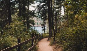 Preview wallpaper path, spruce, trees, fence