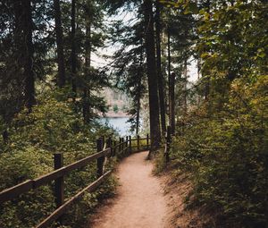 Preview wallpaper path, spruce, trees, fence