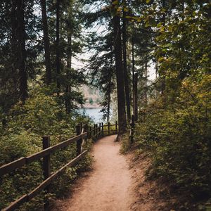 Preview wallpaper path, spruce, trees, fence