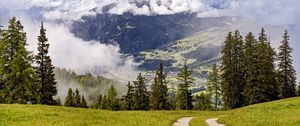 Preview wallpaper path, spruces, forest, clouds, mountains