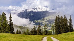 Preview wallpaper path, spruces, forest, clouds, mountains
