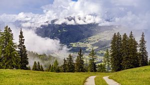 Preview wallpaper path, spruces, forest, clouds, mountains
