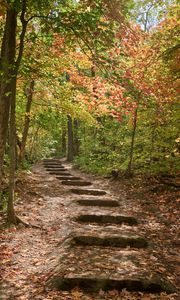 Preview wallpaper path, steps, forest, autumn, fallen leaves