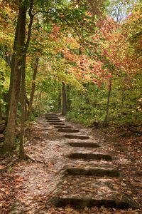 Preview wallpaper path, steps, forest, autumn, fallen leaves