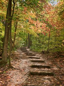 Preview wallpaper path, steps, forest, autumn, fallen leaves