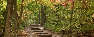 Preview wallpaper path, steps, forest, autumn, fallen leaves