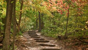 Preview wallpaper path, steps, forest, autumn, fallen leaves