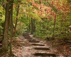 Preview wallpaper path, steps, forest, autumn, fallen leaves