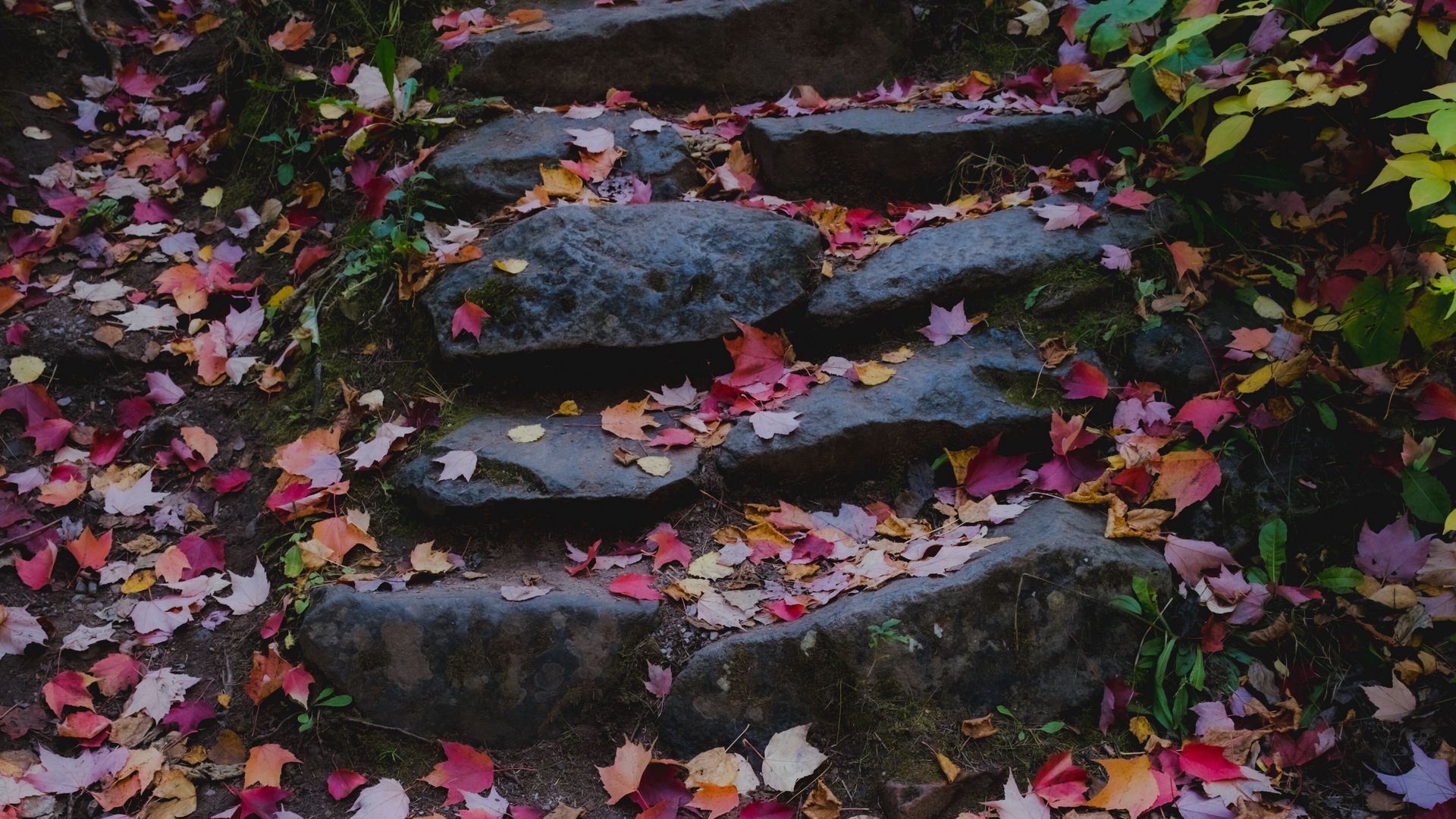 Download Wallpaper 1920x1080 Path Stones Fallen Leaves Autumn Full