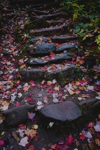 Preview wallpaper path, stones, fallen leaves, autumn