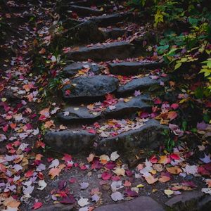 Preview wallpaper path, stones, fallen leaves, autumn