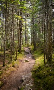 Preview wallpaper path, stones, trees, forest