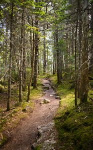 Preview wallpaper path, stones, trees, forest