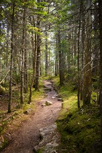 Preview wallpaper path, stones, trees, forest