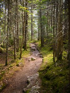 Preview wallpaper path, stones, trees, forest