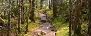 Preview wallpaper path, stones, trees, forest