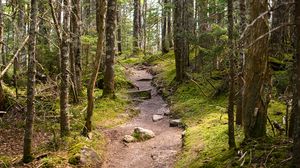 Preview wallpaper path, stones, trees, forest