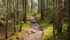 Preview wallpaper path, stones, trees, forest