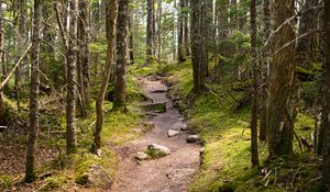 Preview wallpaper path, stones, trees, forest