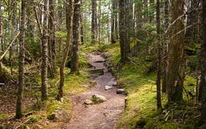 Preview wallpaper path, stones, trees, forest