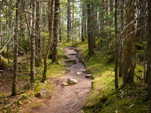 Preview wallpaper path, stones, trees, forest