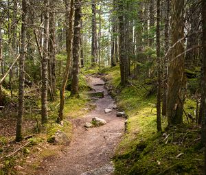 Preview wallpaper path, stones, trees, forest