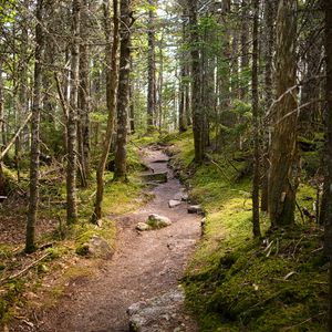 Preview wallpaper path, stones, trees, forest