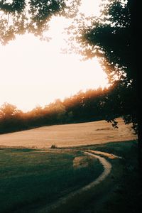 Preview wallpaper path, sunrise, trees, field, grass, turn