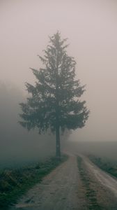 Preview wallpaper path, tree, fog, nature, landscape