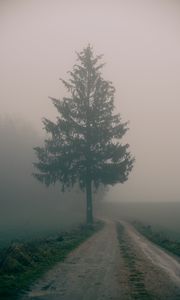 Preview wallpaper path, tree, fog, nature, landscape