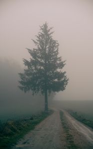 Preview wallpaper path, tree, fog, nature, landscape