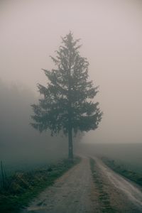 Preview wallpaper path, tree, fog, nature, landscape