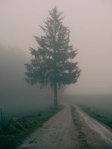 Preview wallpaper path, tree, fog, nature, landscape