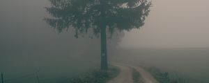 Preview wallpaper path, tree, fog, nature, landscape